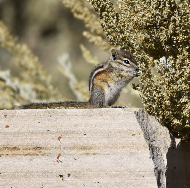 North American Least Chipmunk