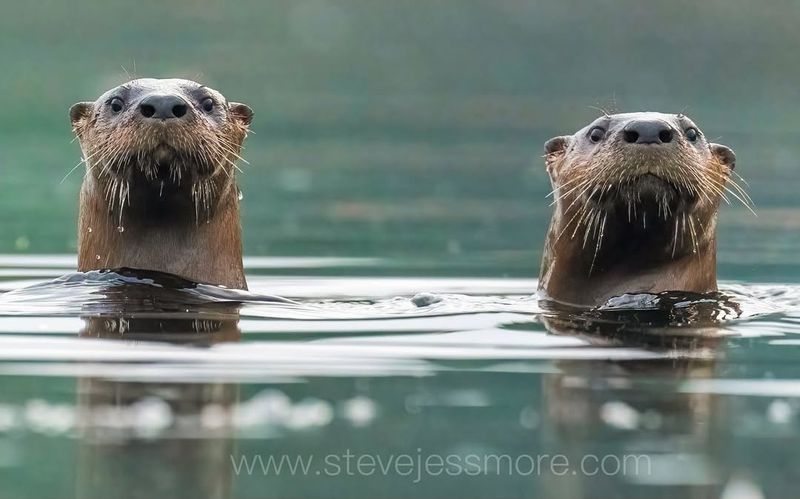 North American River Otter