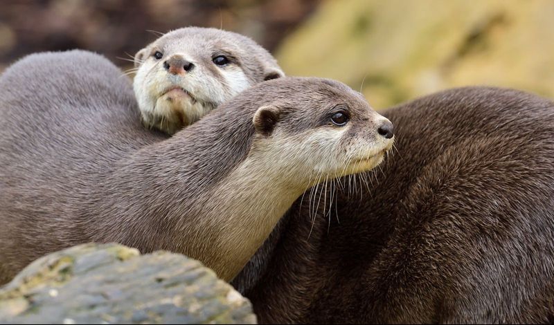 North American River Otter