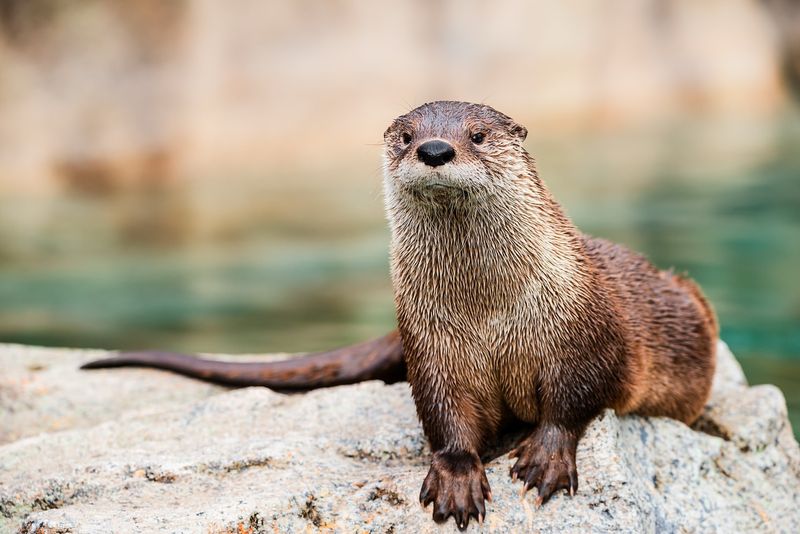 North American River Otter