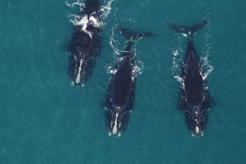 North Atlantic Right Whale