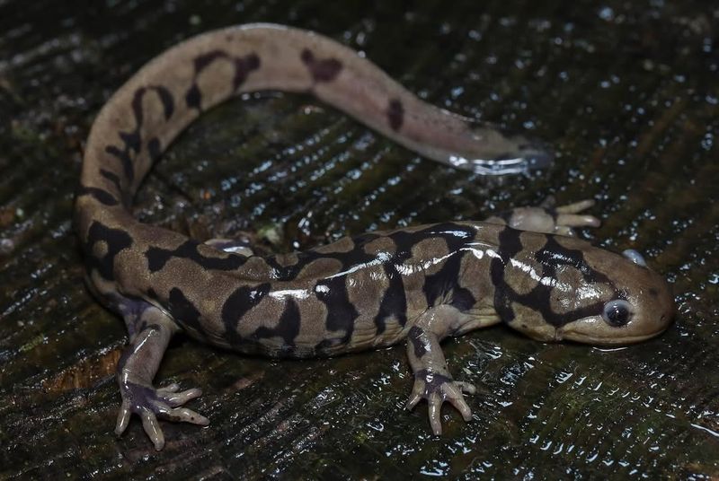 North Carolina's Wetland Wonder: Eastern Tiger Salamander