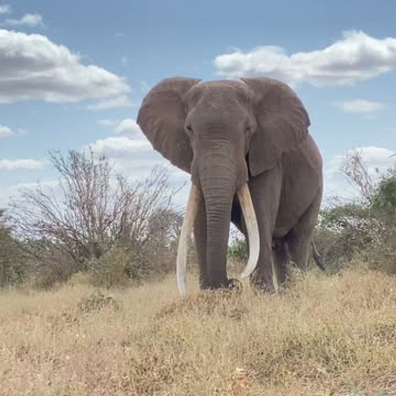 North Carolina's Bingo with Elephants