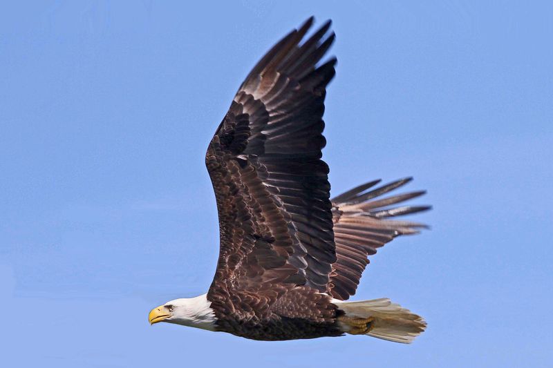 North Carolina's Bald Eagle