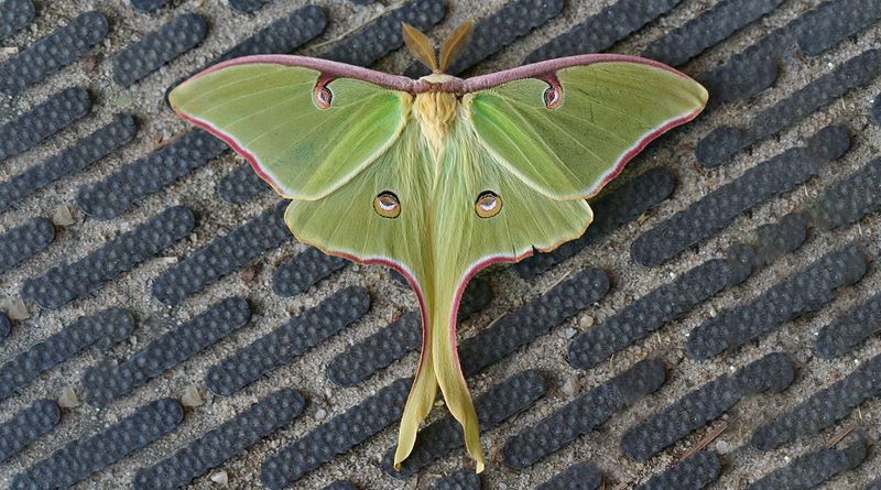 North Carolina's Giant Luna Moth