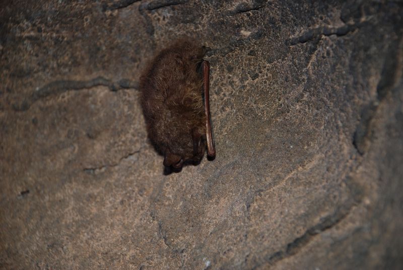 North Carolina's Blue Ridge Bats