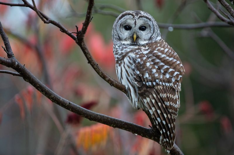 North Carolina - Barred Owl