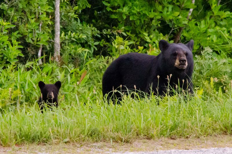 North Carolina Bear