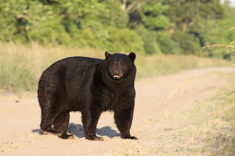 North Carolina - Black Bears