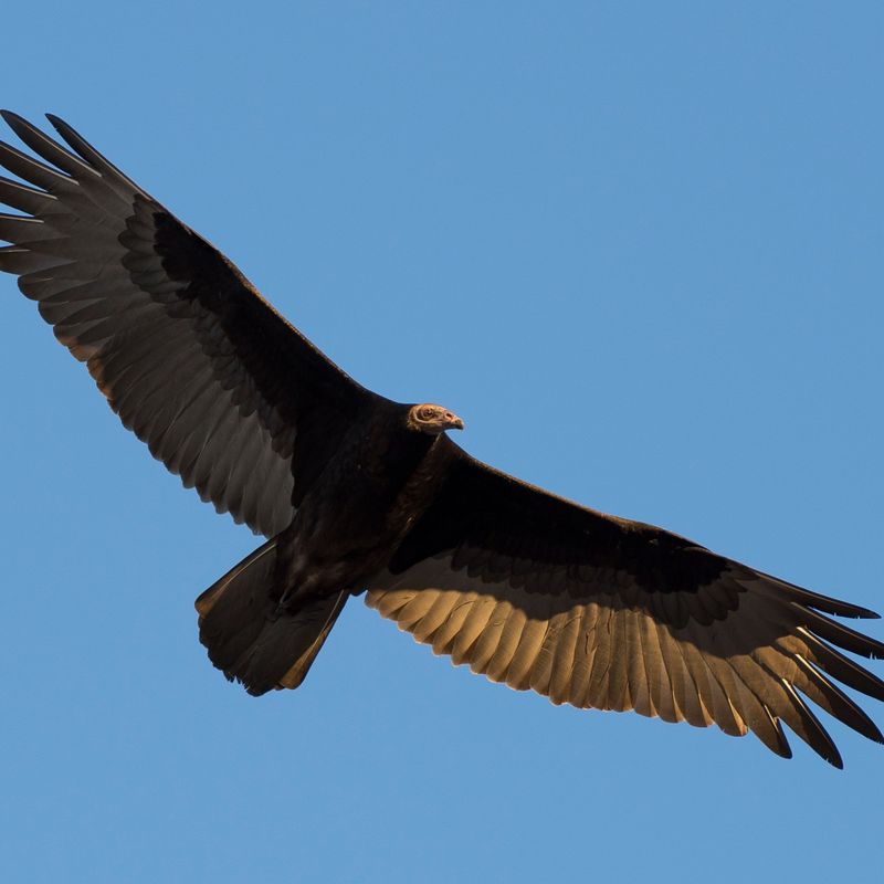 North Carolina - Black Vulture