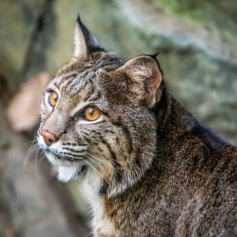 North Carolina - Bobcat