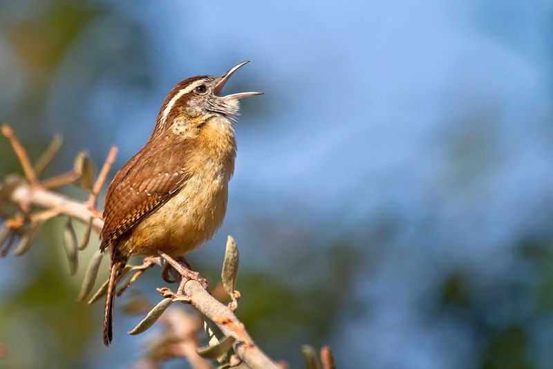 North Carolina: Carolina Wren