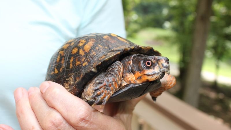 North Carolina Eastern Box Turtle