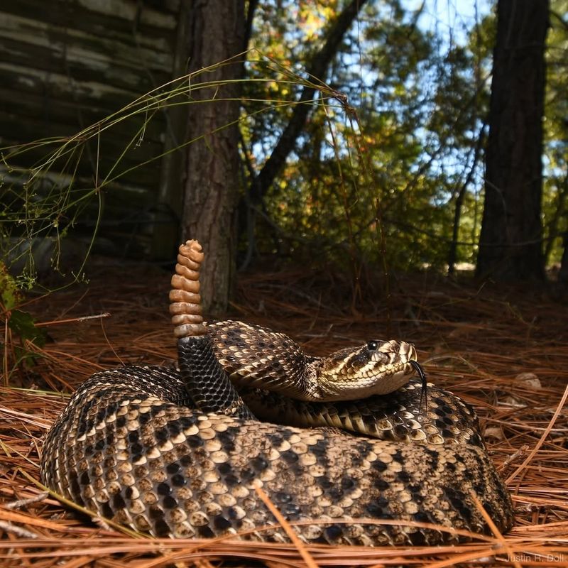 North Carolina - Eastern Diamondback Rattlesnake