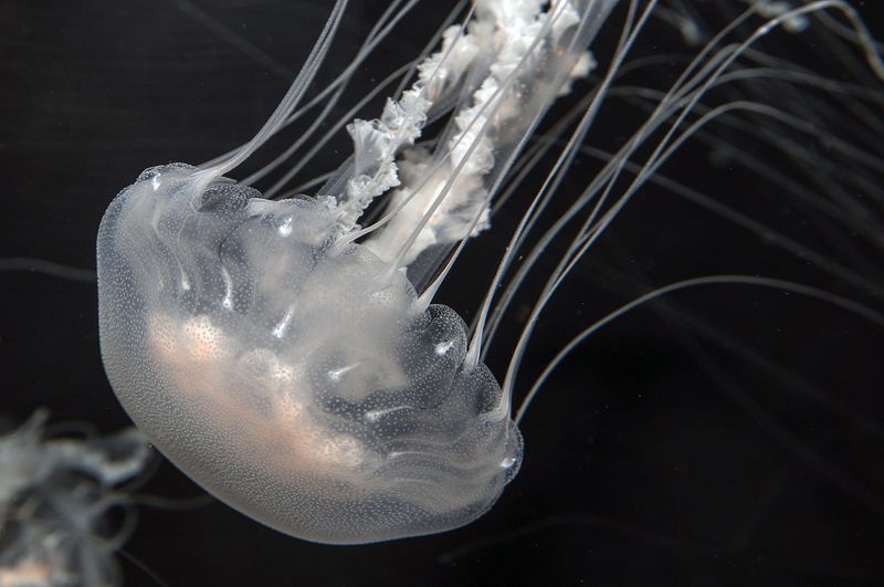 North Carolina - The Imposing Black Sea Nettle