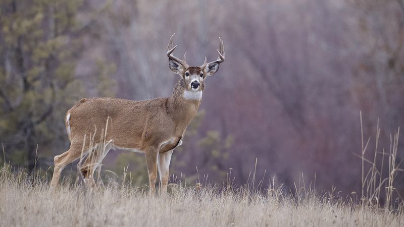 North Carolina - White-Tailed Deer