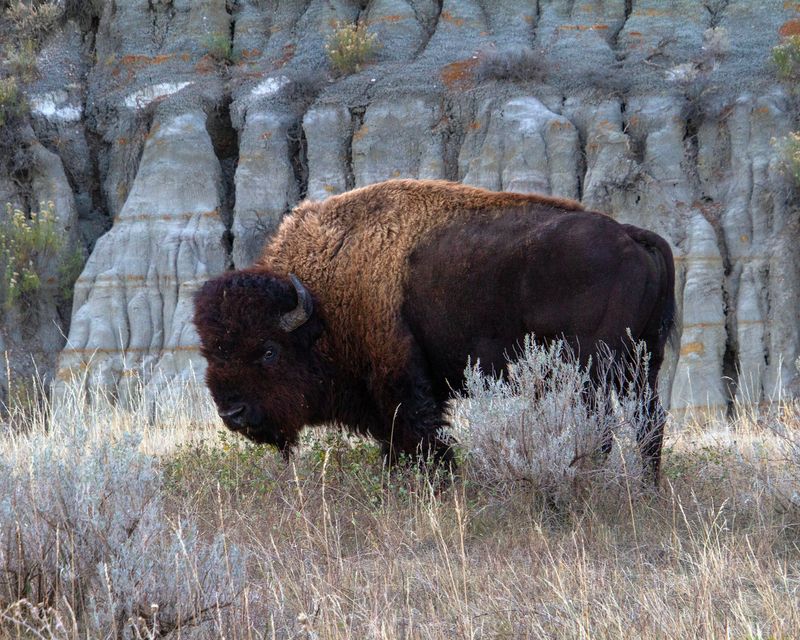 North Dakota's American Bison