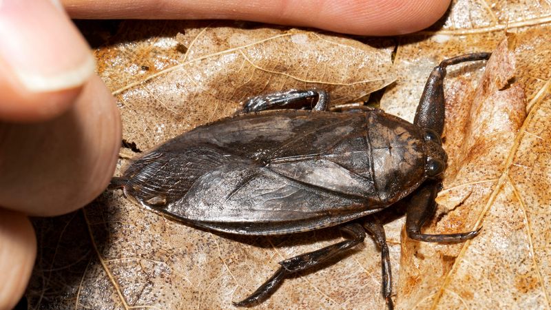 North Dakota's Giant Water Bug