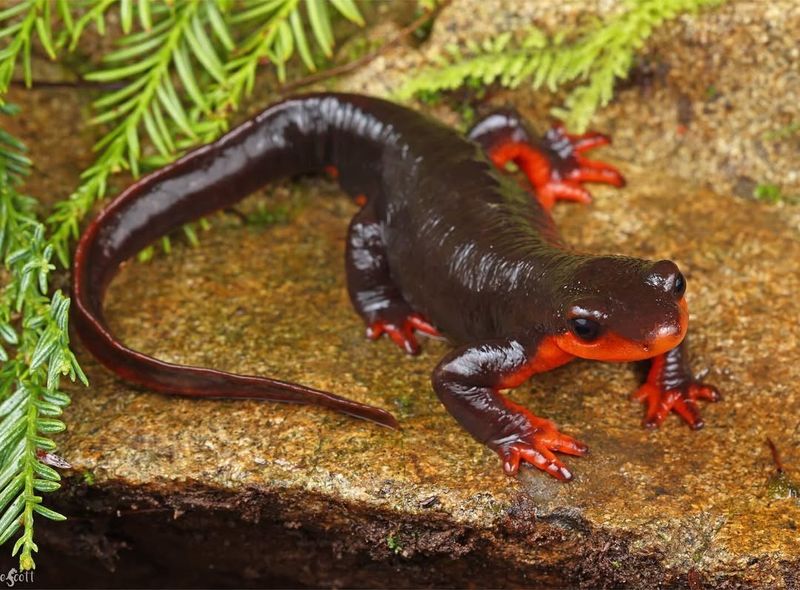 North Dakota's Prairie Phantom: Central Newt