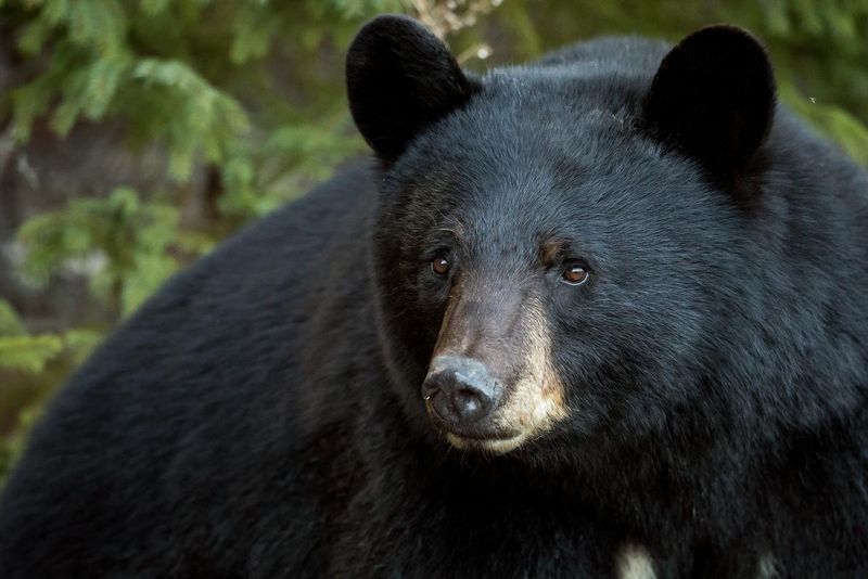 North Dakota Bear