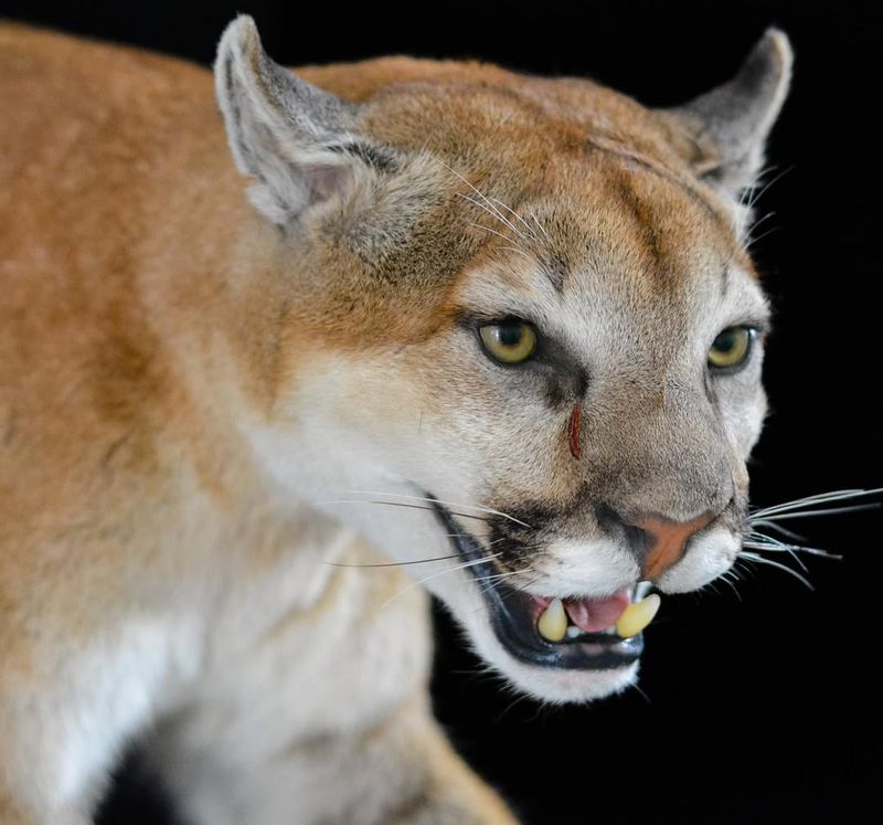 North Dakota - Cougar