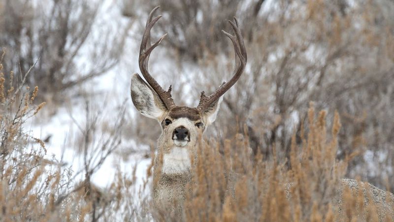 North Dakota - Mule Deer