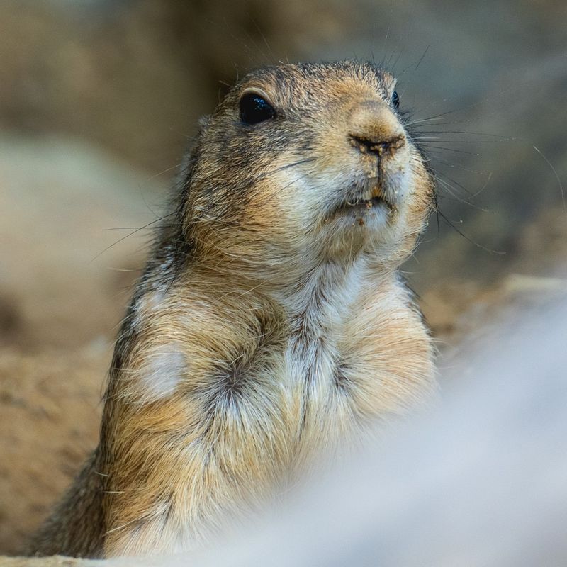 North Dakota - Prairie Dogs