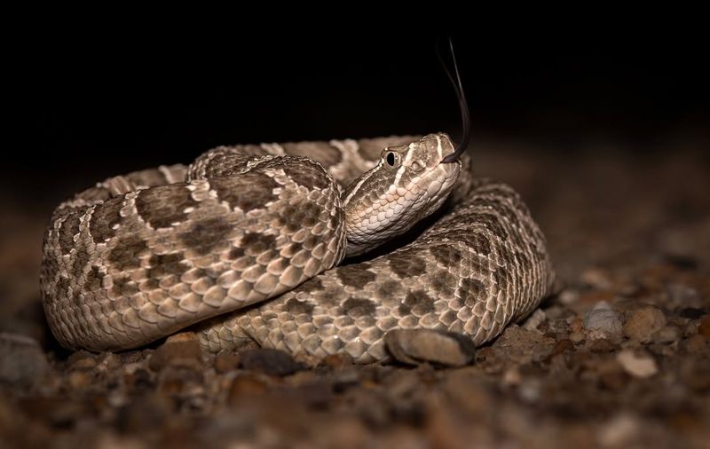 North Dakota - Prairie Rattlesnake