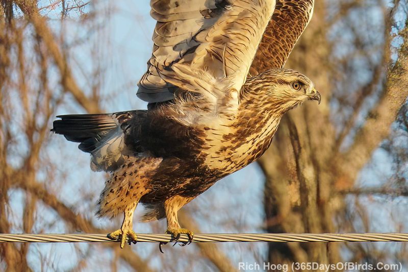 North Dakota - Rough-legged Hawk