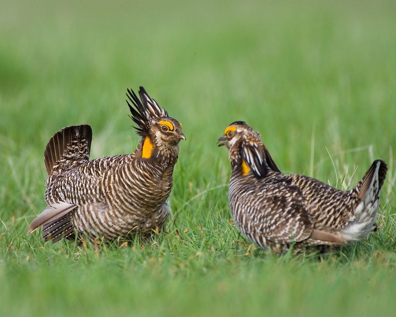 North Dakota: Sharp-tailed Grouse