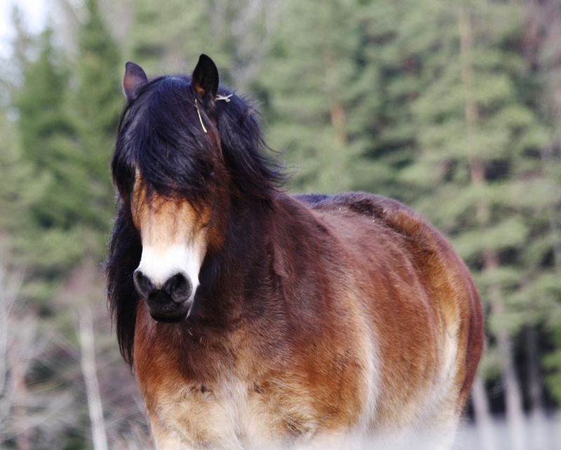 North Swedish Horse