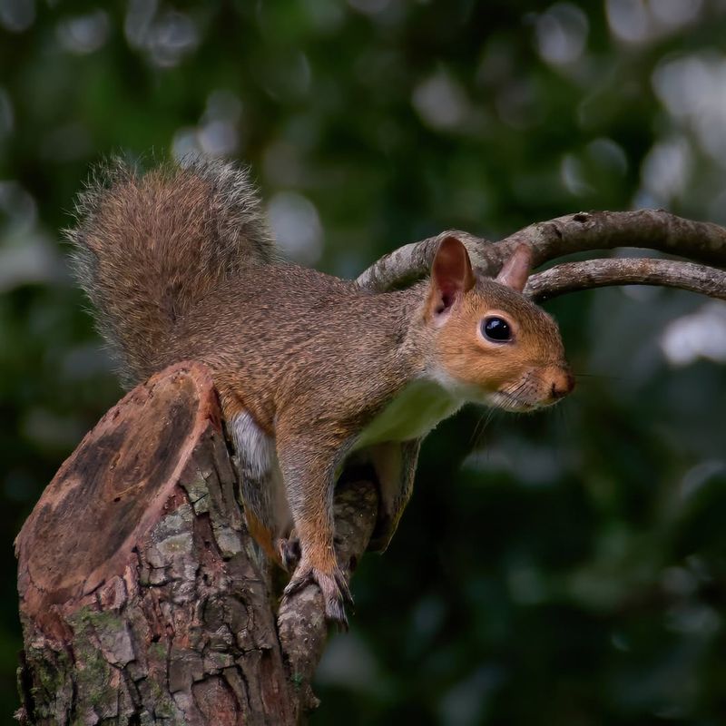 Northern Arizona Red Squirrel