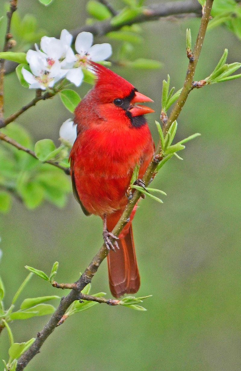 Northern Cardinal