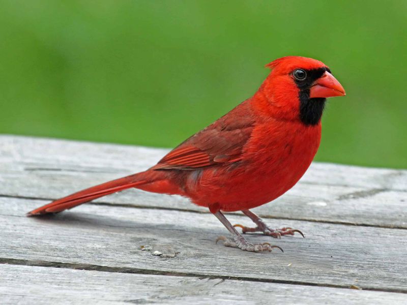 Northern Cardinal