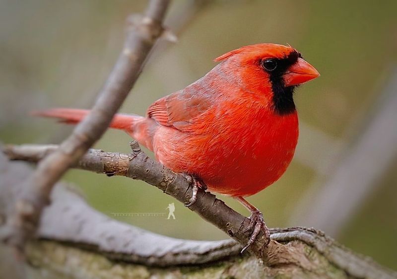 Northern Cardinal