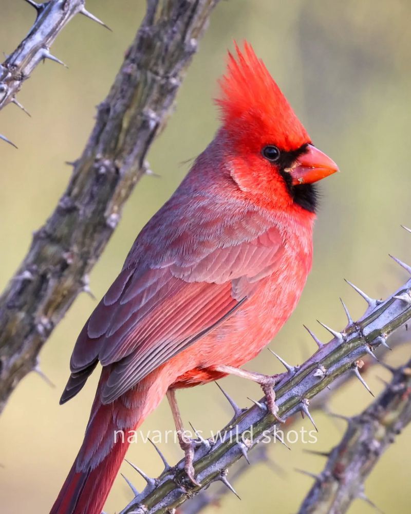 Northern Cardinal