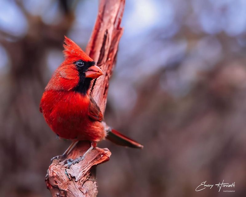 Northern Cardinal