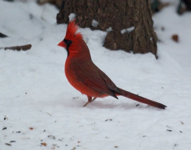 Northern Cardinal in New Jersey