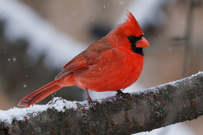 Northern Cardinal