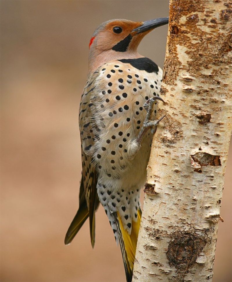 Northern Flicker