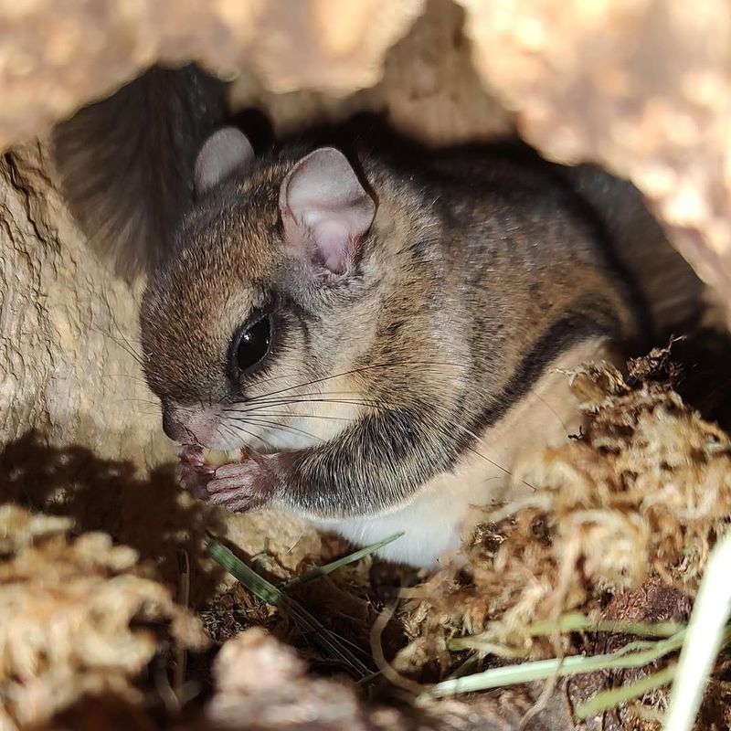 Northern Flying Squirrel