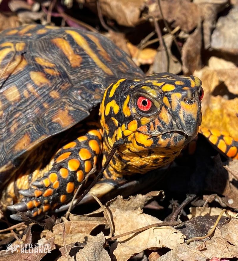 Eastern Box Turtle