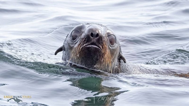 Northern Fur Seals