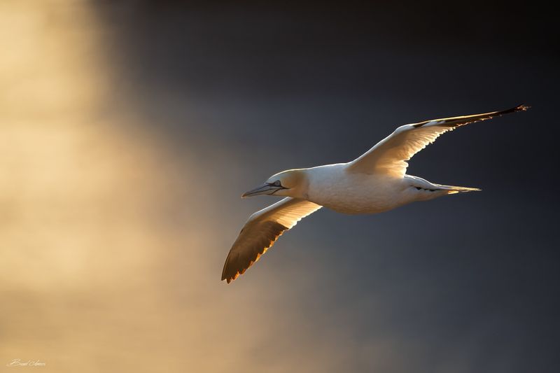 Northern Gannet