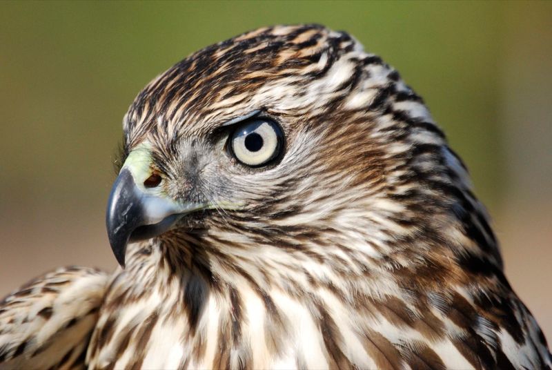 Northern Goshawk