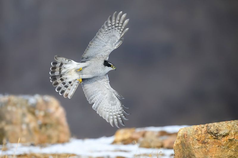 Northern Goshawk