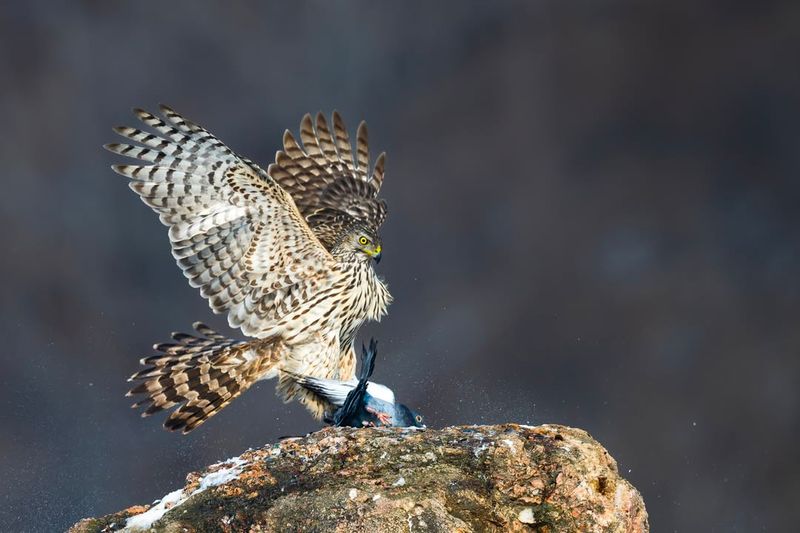 Northern Goshawk