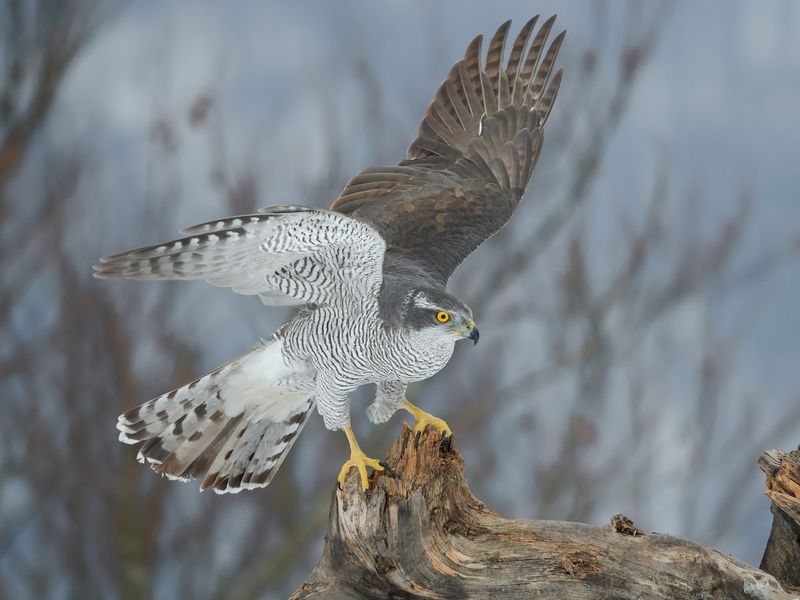 Northern Goshawk