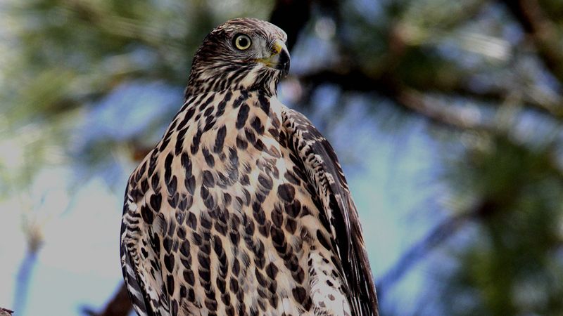 Northern Goshawk in New Hampshire