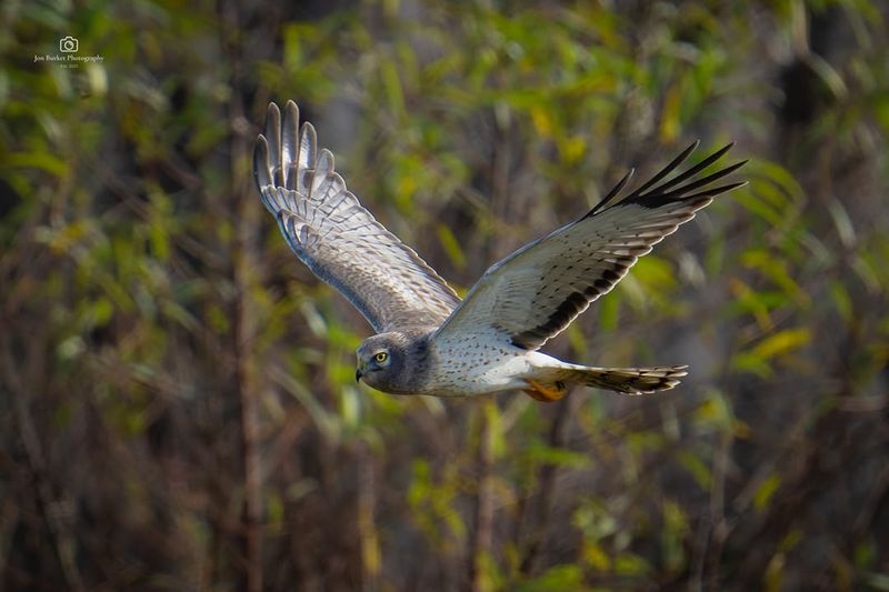 Northern Harrier